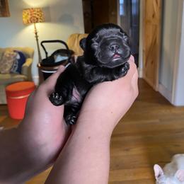 Boy 1 - French Bulldog puppy in Roanoke Rapids, North Carolina from Ferrell’s Frenchies