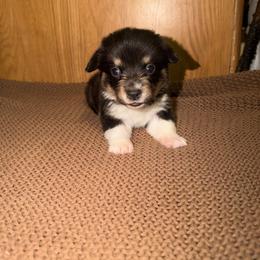 Obsidian - Black and tan female Pembroke Welsh Corgi puppy in Washington from Castle View Royal Rumps