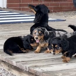 Dachshund Puppies from Strom Ranch