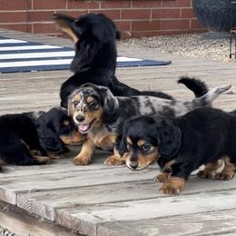 Dachshund Puppies from Strom Ranch