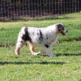 Australian Shepherd puppies from Bellamist Aussies