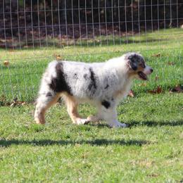 Australian Shepherd puppies from Bellamist Aussies