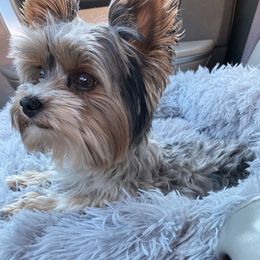 Yorkshire Terriers from Jamie's Yorkies