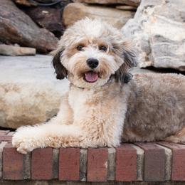 Assorted Doodle Crosses, Bernedoodles, Dachshunds, Goldendoodles, and Havanese from Kim's Cove