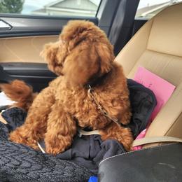 Canela - Apricot female Aussiedoodle puppy in San Antonio, Texas from Av’s Poodles and Doodles