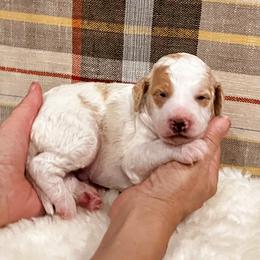 Hickory - Apricot male Aussiedoodle puppy in Orange Cove, California from Sand Creek Ranch Aussiedoodles