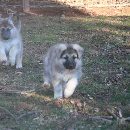 German Shepherd Puppies from Silver Raye German Shepherds