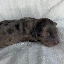 Boy 3 - Dapple male Dachshund puppy in Mc Donough, Georgia from L & J Kennel