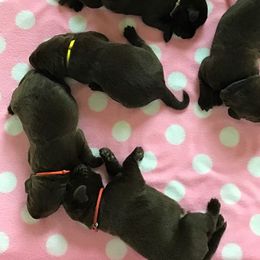 Labrador Retriever Puppies from Puppies Unleashed