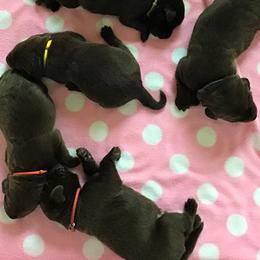 Labrador Retriever Puppies from Puppies Unleashed