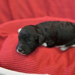 Girl 1 - Parti female Poodle puppy in Bauxite, Arkansas from Mountain Ridge Poodles