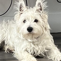 Tony - West Highland White Terrier