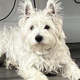 Tony - West Highland White Terrier