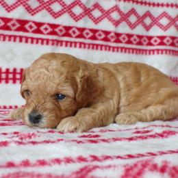 Lacy - Apricot female Poodle puppy in Hurricane Mills, Tennessee from Scenic Hills Kennels