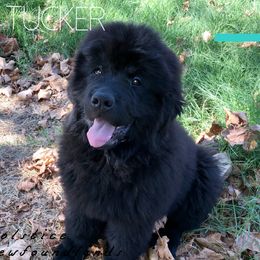 Newfoundland Puppies from Solstice Newfoundlands