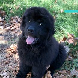 Newfoundland Puppies from Solstice Newfoundlands