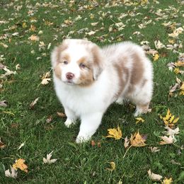 Australian Shepherd Puppies from NorthRidge Australian Shepherds