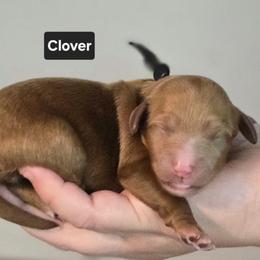 Clover - Apricot female Goldendoodle puppy in Summerville, South Carolina from Channys Doodles