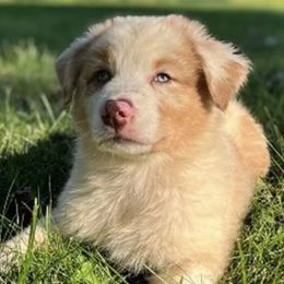 Australian Shepherds and Nova Scotia Duck Tolling Retrievers from Bearfoot Aussies and Tollers