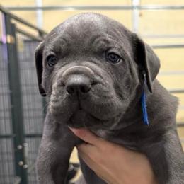 Donner - Gray male Cane Corso puppy in Utah from 3Lake Kennelz