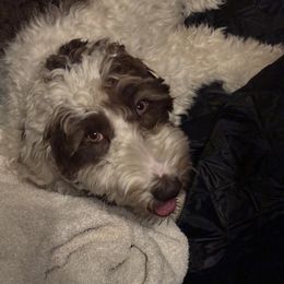 Greta - Goldendoodle