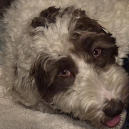Greta - Goldendoodle