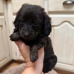 Blue collar - Brindle male Dachshund puppy in Simms, Montana from Simms Ashuelot Kennel
