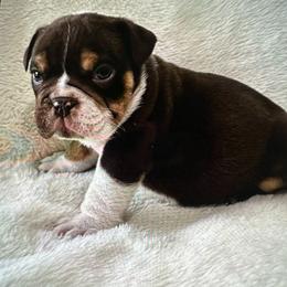 Boy 1 - Chocolate tri-color male Bulldog puppy in Cheshire, Connecticut from Absolut Bulldogs