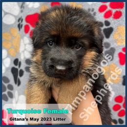 German Shepherd Puppies from Timpanogos Shepherds