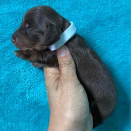 Tucker - Chocolate and tan male Dachshund puppy in Lincoln, Arkansas from Red Dirt Dachshunds