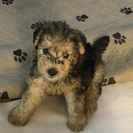 Girl 2 - female Lakeland Terrier puppy in Pompano Beach, Florida from Teraz