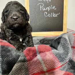 Poodle Puppies from Reeck’s Standard Poodles