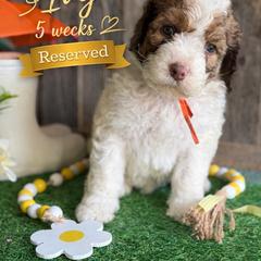 Ivy-orange collar - Mahogany and white female Saint Berdoodle puppy in Paw Paw, Michigan from ProAct Canines
