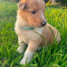 Banner - Sable merle male Collie puppy in Waterville, Iowa from Lisa’s Lassies