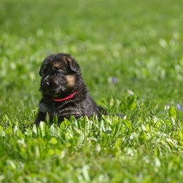 German Shepherd Puppies from Riverline Shepherds