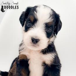 Korey - Tri-color male Bernedoodle puppy in Tipton, Indiana from Country Creek Doodles
