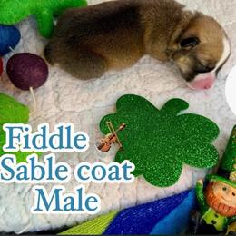 Fiddle - Sable male Pembroke Welsh Corgi puppy in Salisbury, Maryland from Coastal Corgis