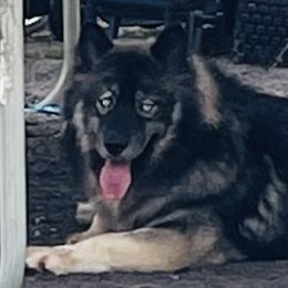 Togo - Siberian Husky