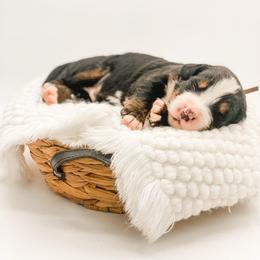 Timber - Black rust and white male Bernese Mountain Dog puppy in Hudson, Indiana from TurkeyCreek-K9