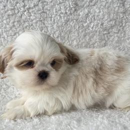 Biscuit - White male Shih Tzu puppy in Waynesboro, Pennsylvania from Big Win Shih Tzus