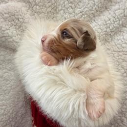 Nougat - Red merle male Miniature American Shepherd puppy in Connecticut from Novus Kennels
