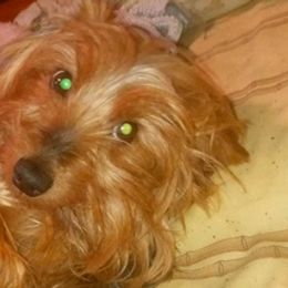 Dachshunds and Yorkshire Terriers from A.P.R.I.