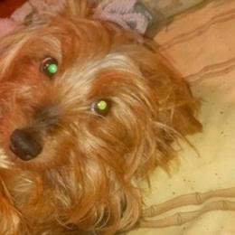 Dachshunds and Yorkshire Terriers from A.P.R.I.