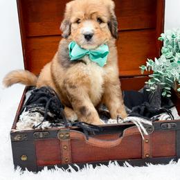Fletcher - Merle male Bernedoodle puppy in North Carolina from NC Doodle Puppies