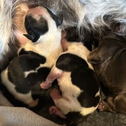 Destiny - Black and white female Shih Tzu puppy in El Prado, New Mexico from Maison Petit Lion