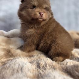 Pomeranian Puppies from Ruby's Sky's Kennels Pomeranian's