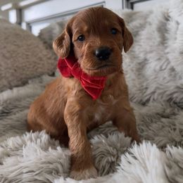 WILLOW - Apricot female Goldendoodle puppy in Independence, Oregon from Ankeny Doodles