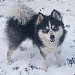 Koda - Black and white male Pomsky puppy in Spokane, Washington from Spokane Pomskies