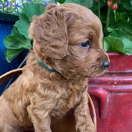 Australian Labradoodle Puppies from Aspen Grove Labradoodles