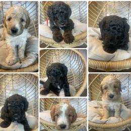 Goldendoodle puppies from Iowa Heartland Doodles